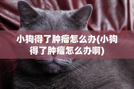 小狗得了腫瘤怎么辦(小狗得了腫瘤怎么辦啊)