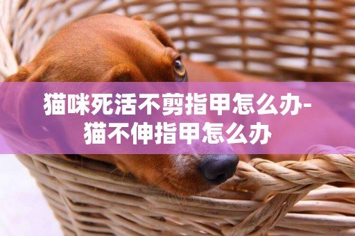 貓咪死活不剪指甲怎么辦-貓不伸指甲怎么辦