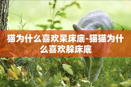 貓為什么喜歡呆床底-貓貓為什么喜歡躲床底