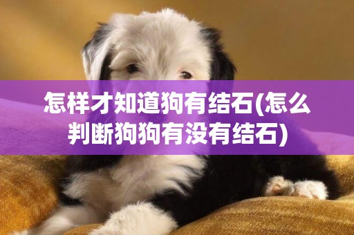 怎樣才知道狗有結石(怎么判斷狗狗有沒有結石)