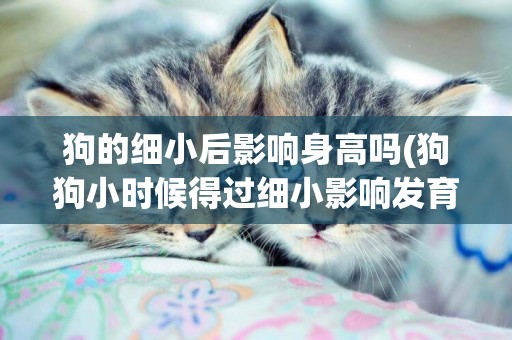 狗的細小后影響身高嗎(狗狗小時候得過細小影響發育嗎)