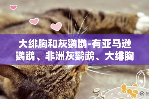 大緋胸和灰鸚鵡-有亞馬遜鸚鵡、非洲灰鸚鵡、大緋胸鸚鵡等