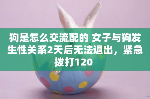 狗是怎么交流配的 女子與狗發生性關系2天后無法退出，緊急撥打120 