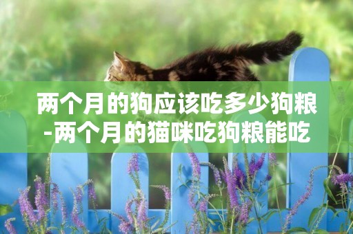 兩個月的狗應該吃多少狗糧-兩個月的貓咪吃狗糧能吃多少