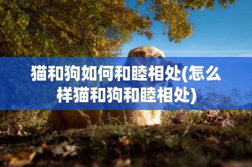 貓和狗如何和睦相處(怎么樣貓和狗和睦相處)
