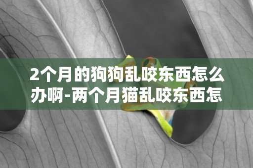 2個月的狗狗亂咬東西怎么辦啊-兩個月貓亂咬東西怎么辦