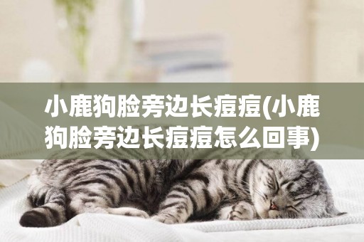 小鹿狗臉旁邊長痘痘(小鹿狗臉旁邊長痘痘怎么回事)