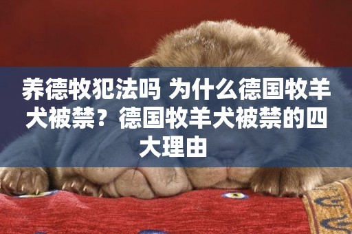 養德牧犯法嗎 為什么德國牧羊犬被禁？德國牧羊犬被禁的四大理由 