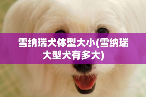 雪納瑞犬體型大小(雪納瑞大型犬有多大)