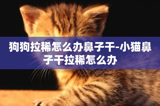 狗狗拉稀怎么辦鼻子干-小貓鼻子干拉稀怎么辦