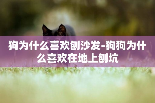 狗為什么喜歡刨沙發-狗狗為什么喜歡在地上刨坑