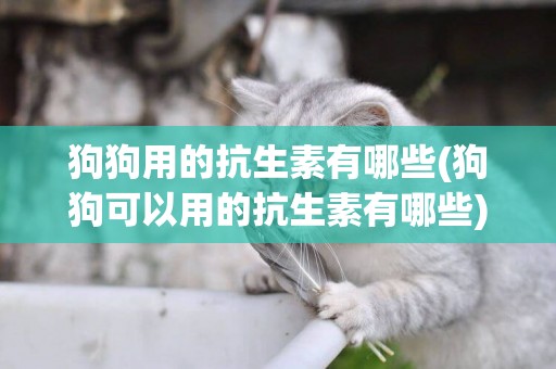 狗狗用的抗生素有哪些(狗狗可以用的抗生素有哪些)