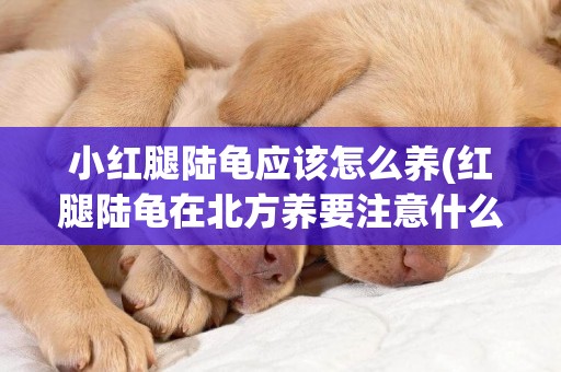 小紅腿陸龜應該怎么養(紅腿陸龜在北方養要注意什么)
