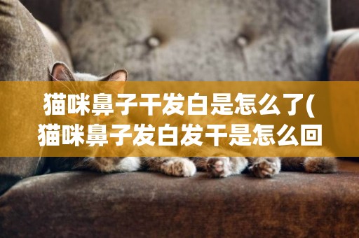 貓咪鼻子干發白是怎么了(貓咪鼻子發白發干是怎么回事)