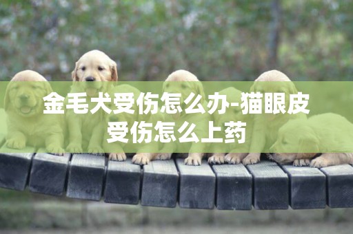 金毛犬受傷怎么辦-貓眼皮受傷怎么上藥