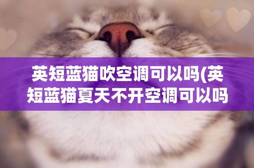 英短藍貓吹空調可以嗎(英短藍貓夏天不開空調可以嗎)