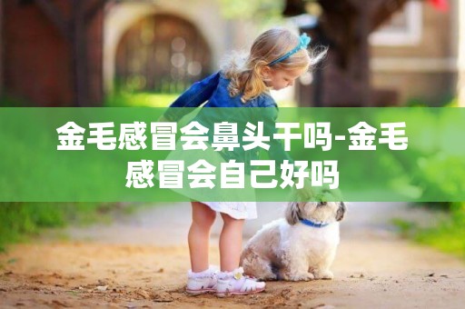 金毛感冒會鼻頭干嗎-金毛感冒會自己好嗎