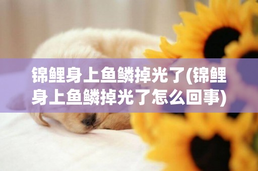 錦鯉身上魚鱗掉光了(錦鯉身上魚鱗掉光了怎么回事)