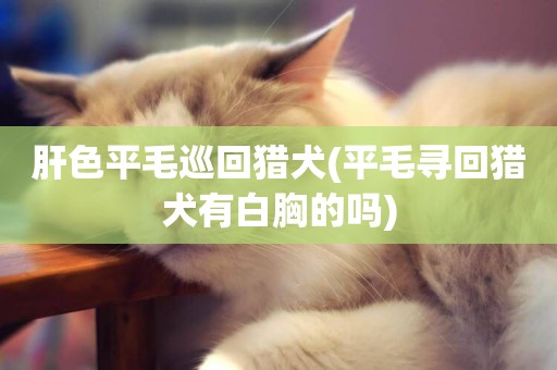 肝色平毛巡回獵犬(平毛尋回獵犬有白胸的嗎)