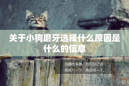 關于小狗磨牙選擇什么原因是什么的信息