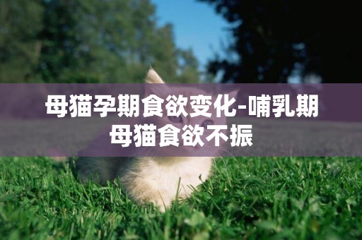 母貓孕期食欲變化-哺乳期母貓食欲不振