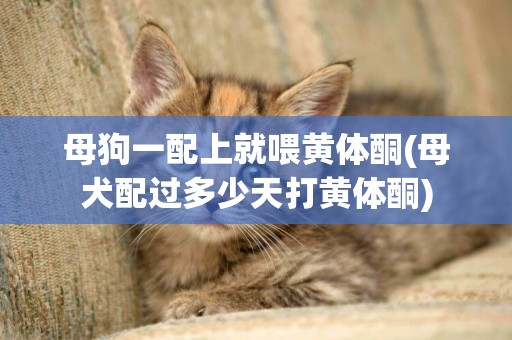 母狗一配上就喂黃體酮(母犬配過多少天打黃體酮)