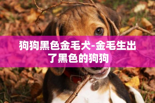 狗狗黑色金毛犬-金毛生出了黑色的狗狗