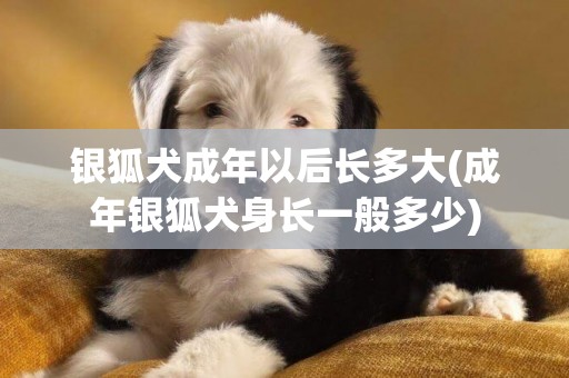 銀狐犬成年以后長多大(成年銀狐犬身長一般多少)