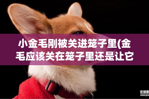 小金毛剛被關進籠子里(金毛應該關在籠子里還是讓它在外面)