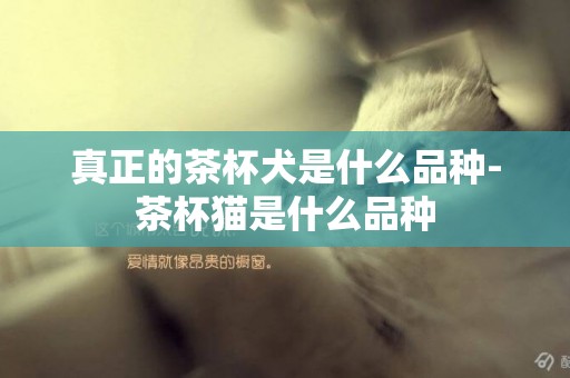 真正的茶杯犬是什么品種-茶杯貓是什么品種
