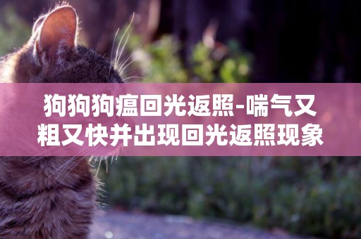 狗狗狗瘟回光返照-喘氣又粗又快并出現回光返照現象