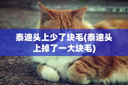 泰迪頭上少了塊毛(泰迪頭上掉了一大塊毛)