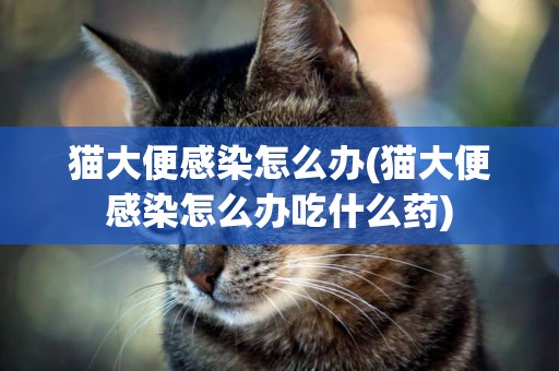 貓大便感染怎么辦(貓大便感染怎么辦吃什么藥)