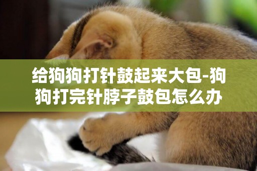 給狗狗打針鼓起來大包-狗狗打完針脖子鼓包怎么辦