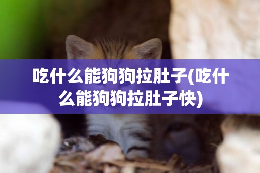 吃什么能狗狗拉肚子(吃什么能狗狗拉肚子快)