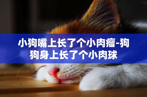 小狗嘴上長了個小肉瘤-狗狗身上長了個小肉球
