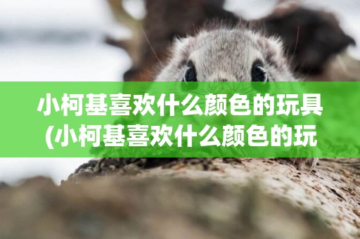 小柯基喜歡什么顏色的玩具(小柯基喜歡什么顏色的玩具呢)