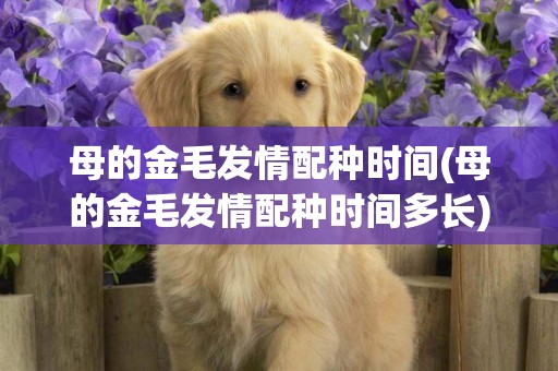 母的金毛發情配種時間(母的金毛發情配種時間多長)
