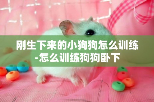 剛生下來的小狗狗怎么訓練-怎么訓練狗狗臥下