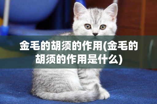 金毛的胡須的作用(金毛的胡須的作用是什么)