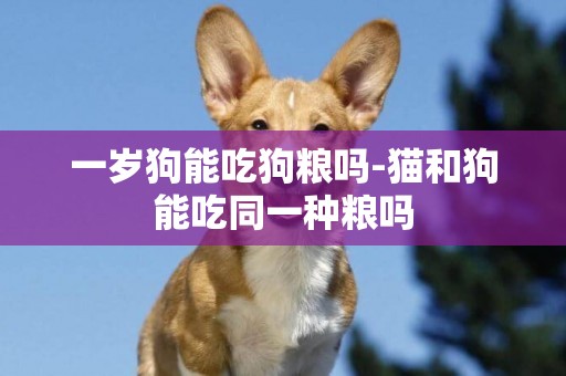 一歲狗能吃狗糧嗎-貓和狗能吃同一種糧嗎