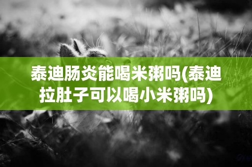 泰迪腸炎能喝米粥嗎(泰迪拉肚子可以喝小米粥嗎)