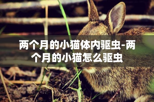 兩個月的小貓體內驅蟲-兩個月的小貓怎么驅蟲