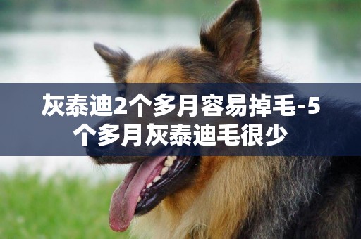 灰泰迪2個多月容易掉毛-5個多月灰泰迪毛很少