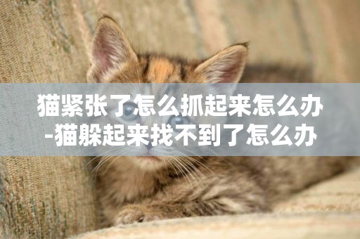 貓緊張了怎么抓起來怎么辦-貓躲起來找不到了怎么辦