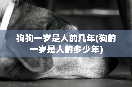 狗狗一歲是人的幾年(狗的一歲是人的多少年)
