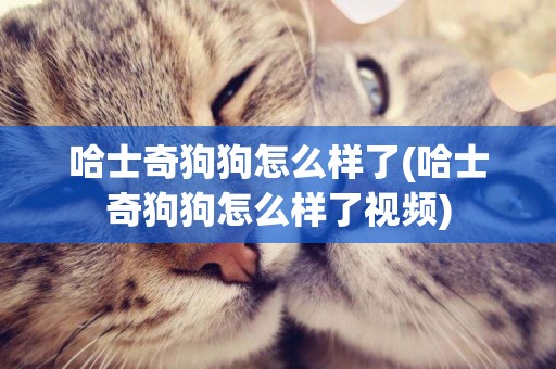 哈士奇狗狗怎么樣了(哈士奇狗狗怎么樣了視頻)