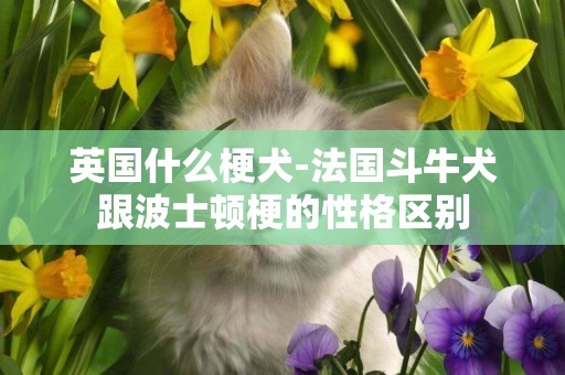 英國什么梗犬-法國斗牛犬跟波士頓梗的性格區別