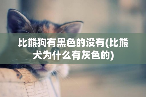 比熊狗有黑色的沒有(比熊犬為什么有灰色的)