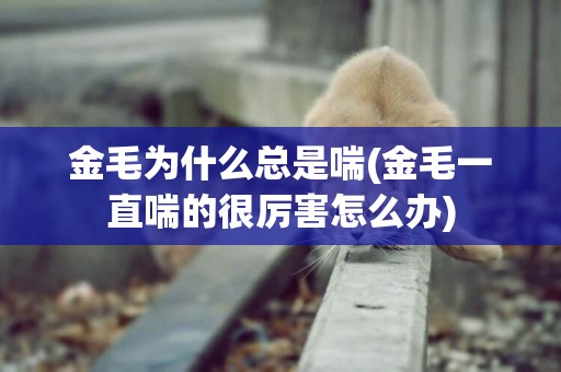 金毛為什么總是喘(金毛一直喘的很厲害怎么辦)